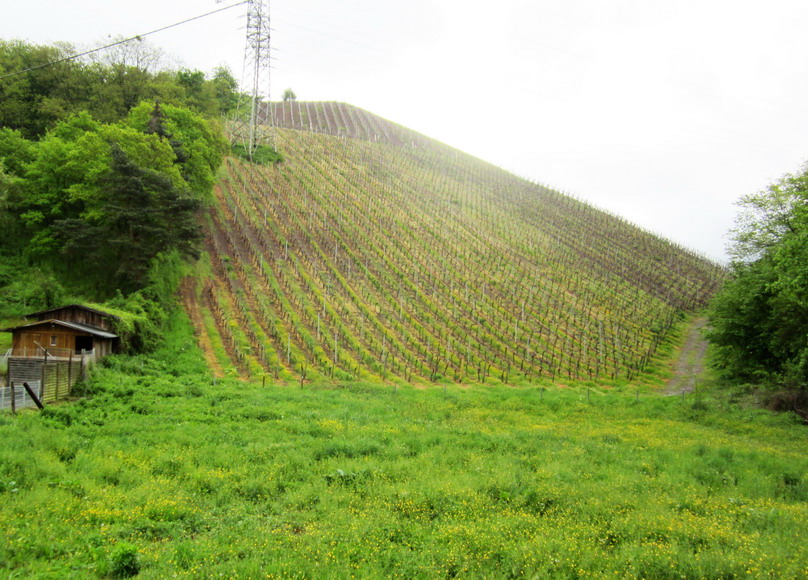 die ersten Weinfelder