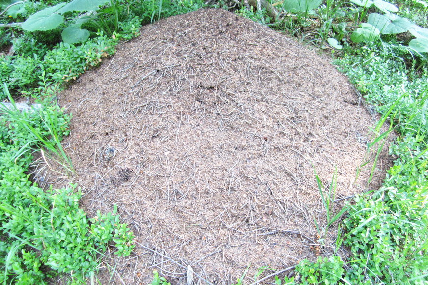 Ameisenhügel