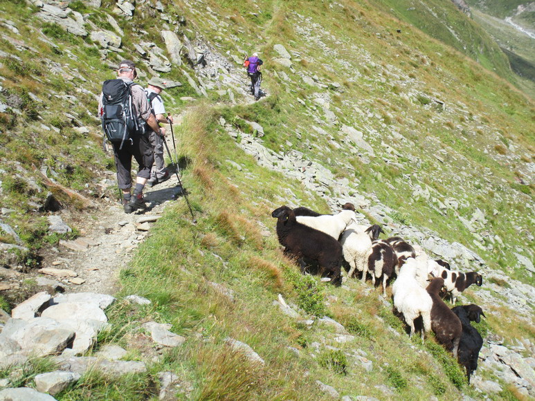 Nur Schafe können an diesen steilen Flächen etwas Gras finden