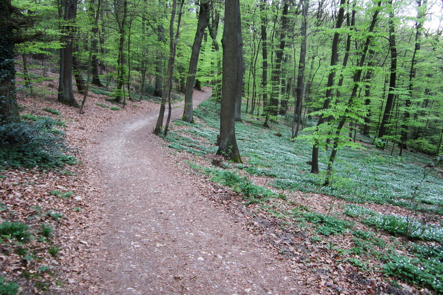 ein schoener ruhiger Waldweg