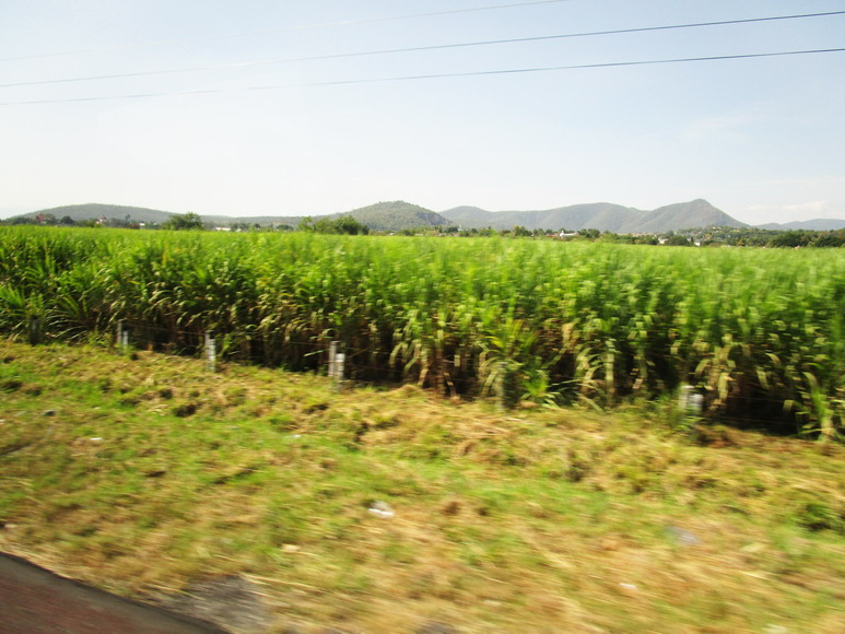 Unendliche Zuckerrohrfelder
