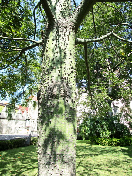 Unbesteigbarer Baum