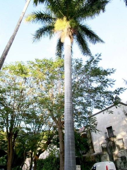 Herrlicher Palmenbestand im Park der Hacienda CVistahermosa