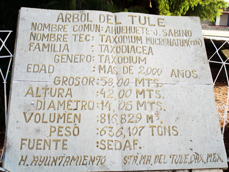 Daten von der Sumpfzypresse in Santa Maria del Tule