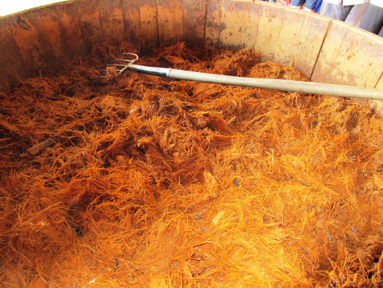 Die Agaven werden nach dem garen zerkleinert und als Maische angesetzt.