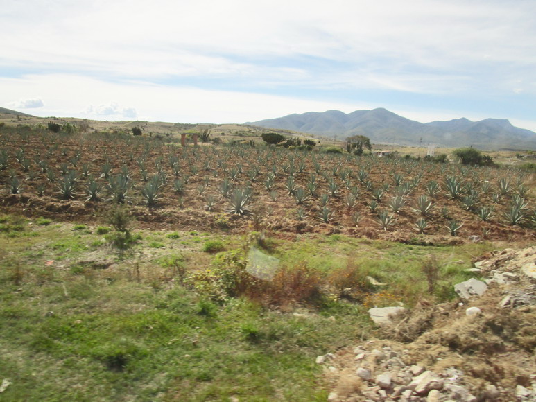 Agaven Pflanzung für Mezcal Herstellung