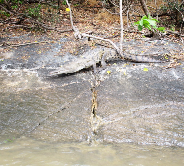 Krokodil im Canon el Sumidera fühlt sich gestört