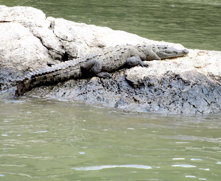 Krokodil im Canon el Sumidera