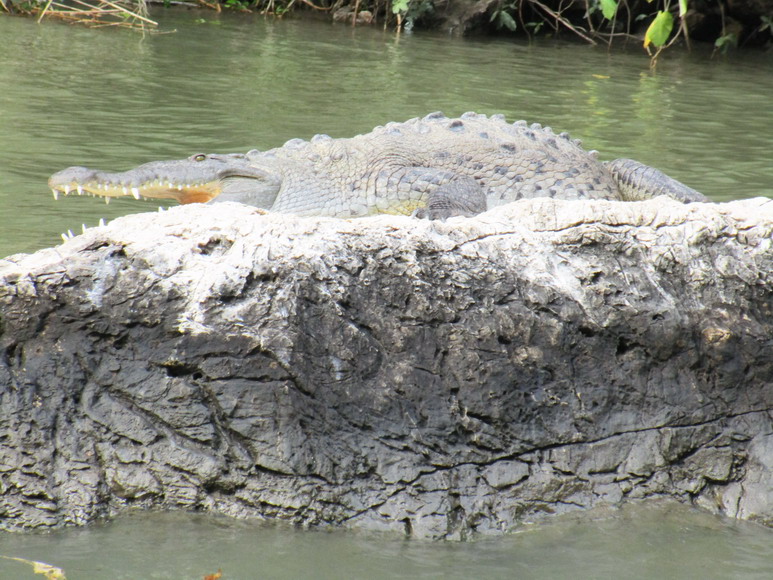 Krokodil im Canon el Sumidera