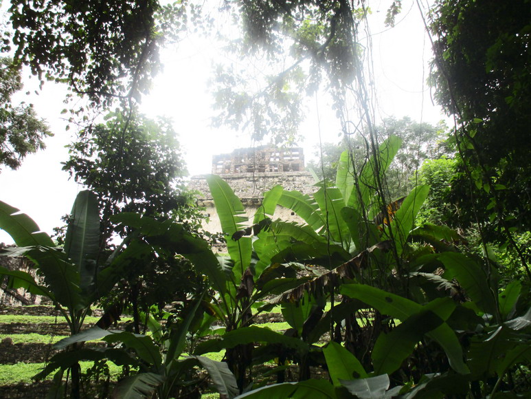 Maya Ausgrabungsstätte in Palenque. Man sieht, der Urwald ist mächtig.