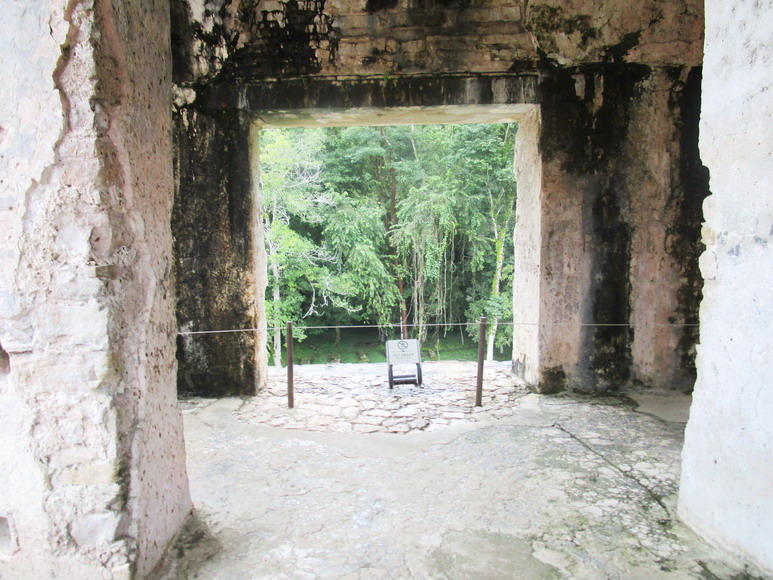 Der Urwald ist nah an der Maya Stätte Palenque