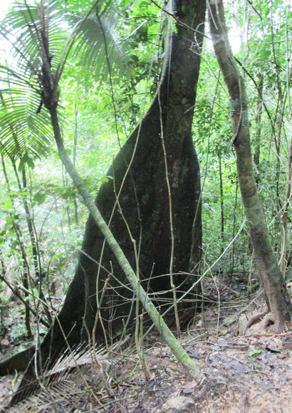 Urwaldbaum mit breiter aber schmaler Wurzel.