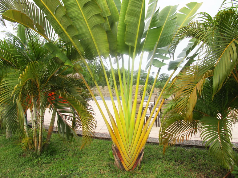 Schöner Garten im Hotel Villa Mercedes in Palenque