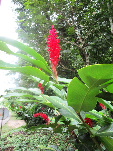 Blumen im Garten des Hotels Villa Mercedes in Palenque