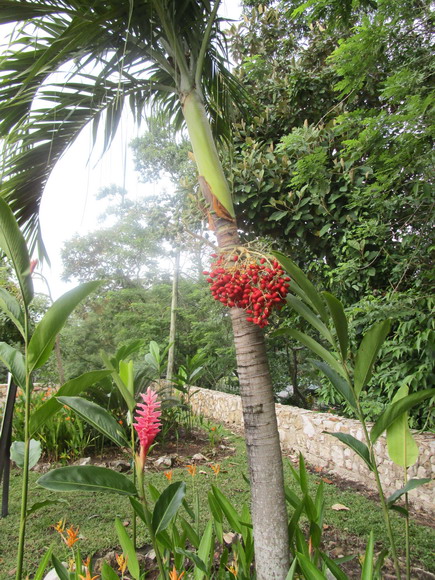 Palmenfrüchte im Garten des Hotels Villa Mercedes in Palenque