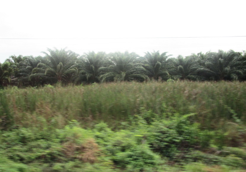 Assai-Palmenplantage, Palmito Früchte für die Kosmetikindustrie.