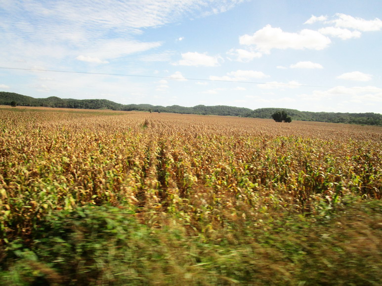 Maisfelder bis an den Horizont