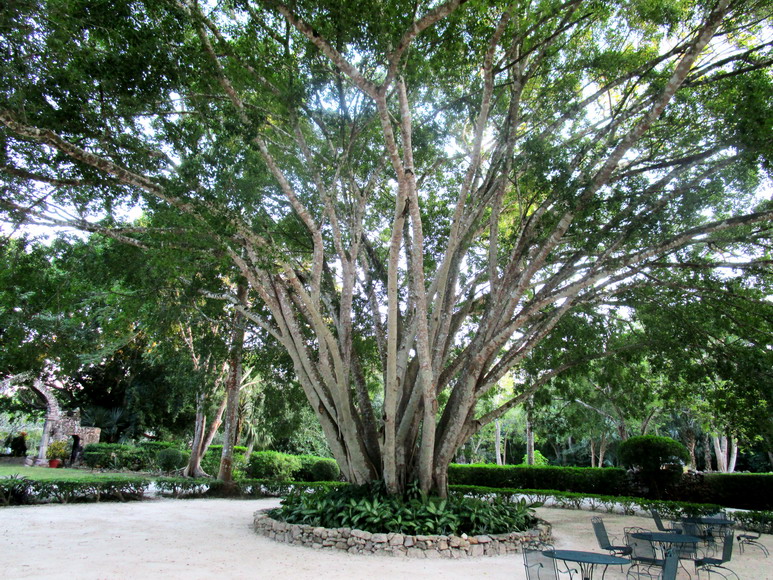 Seltsamer Baum im Hotelpark