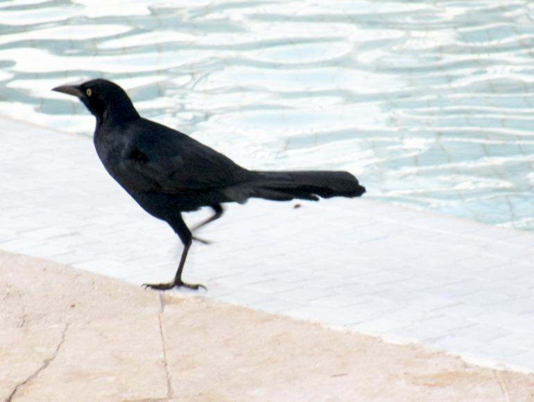 Vogel am Pool