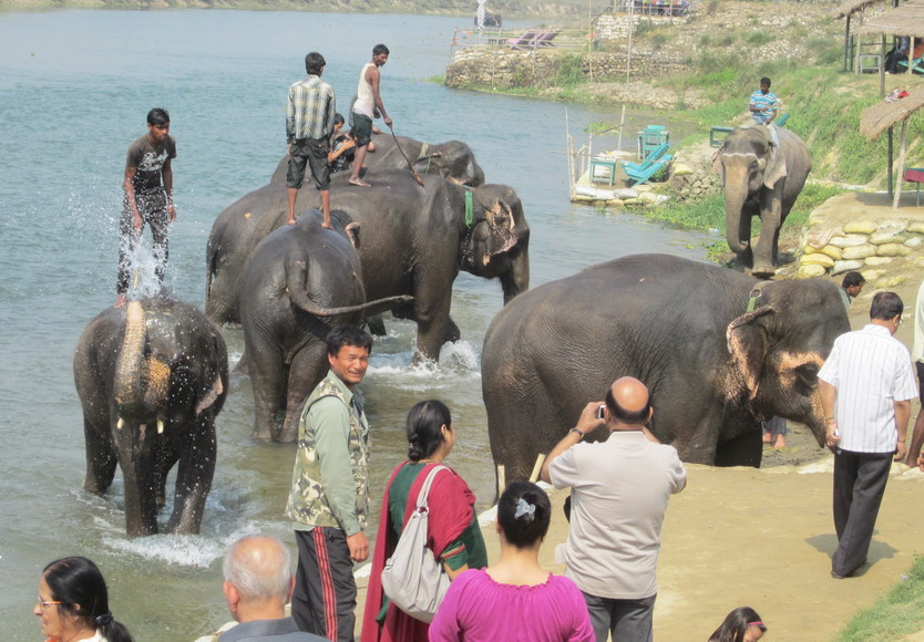 Was für ein Spass für Elefant, Mahout und Tourist
