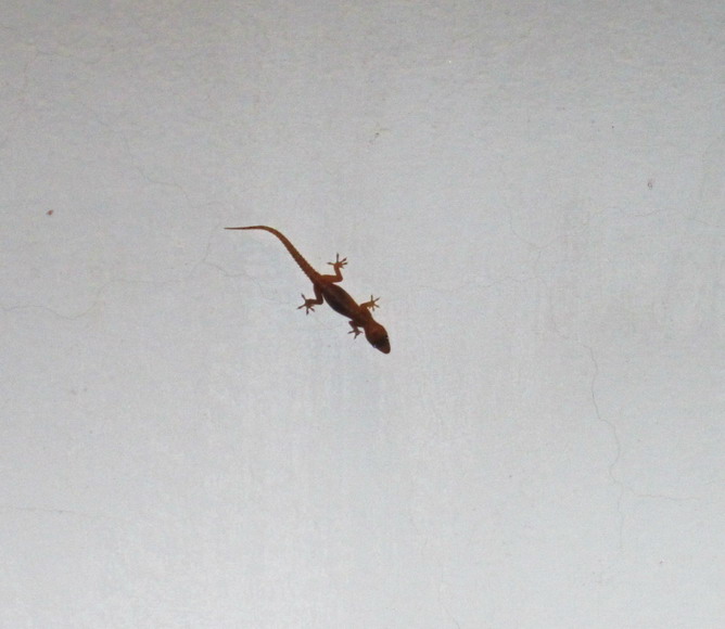 ein nützlicher Gecko an der Hote-Zimmerwand