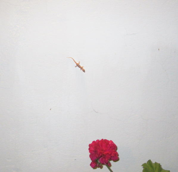 ein nützlicher Gecko an der Hotel-Zimmerwand