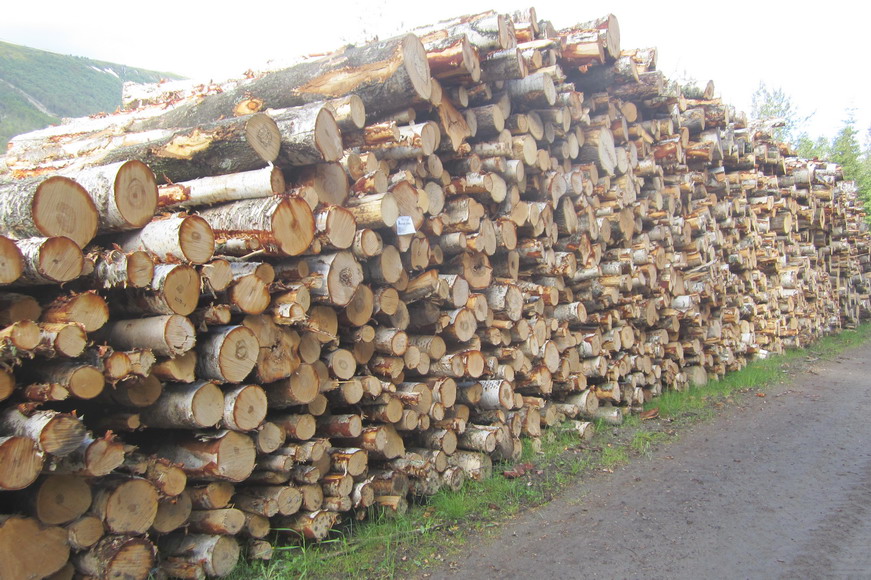 Birkenholz, davon hat Norwegen genug