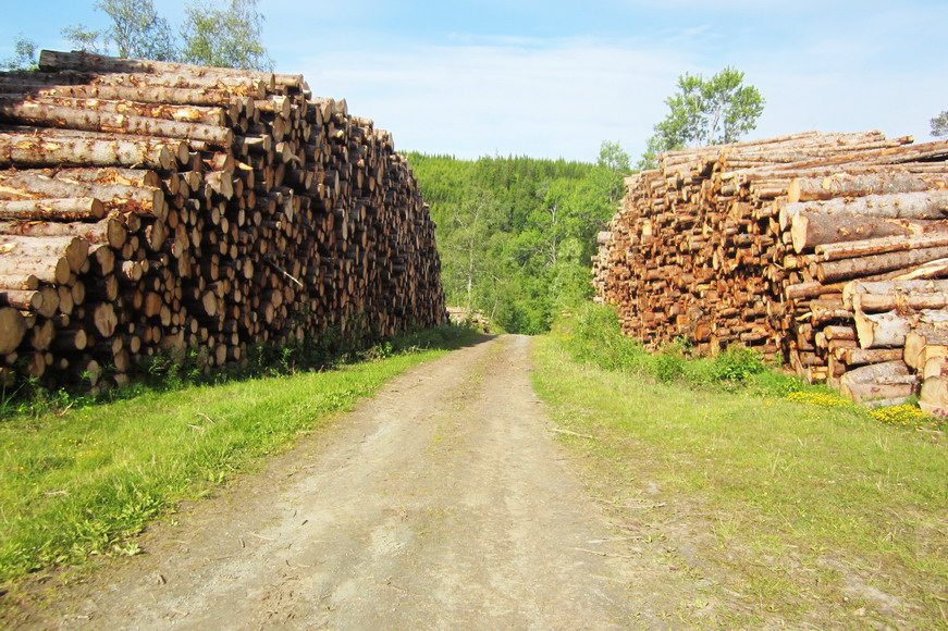 Holz, das Gold von Norwegen