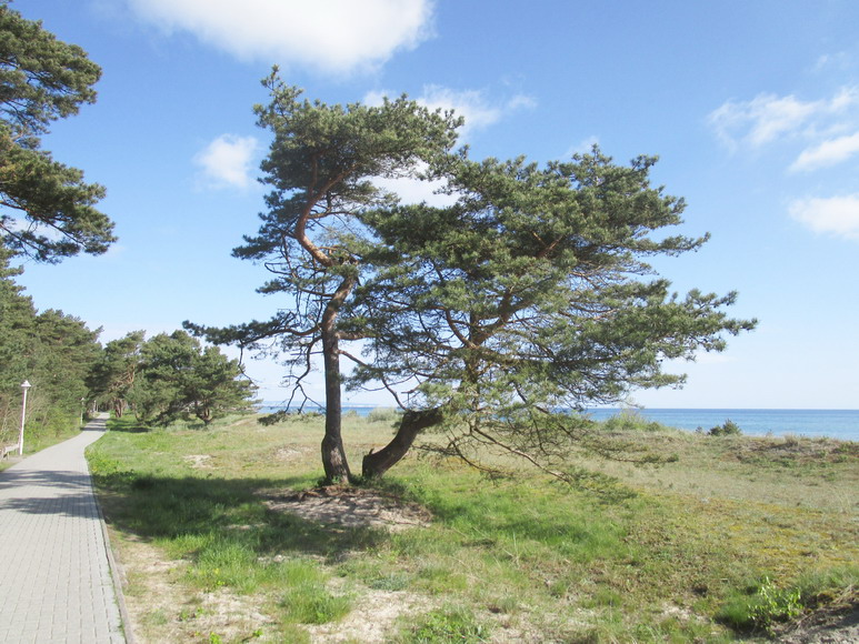 Der Ostseewind zerzaust die Bäume