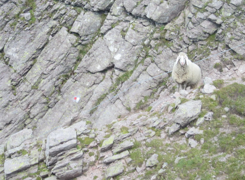 Schafe im Klettersteig hab ich auch noch nie gesehen