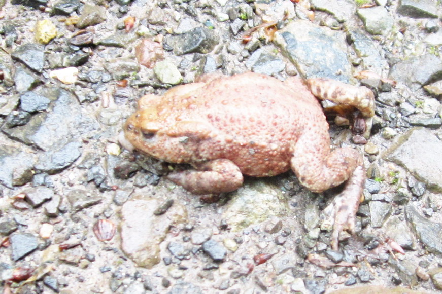 Frosch, unbekannte Art